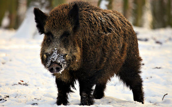 Cinghiale sulla neve - Sus Scrofa